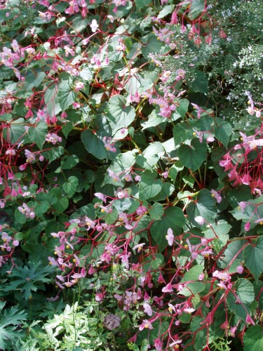 Begonia grandis in an Indianapolis garden