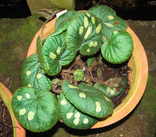 Begonia gulinquingensis