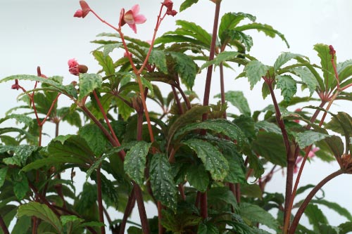 Begonia hemsleyana