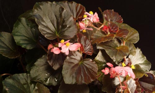 Begonia 'Kaylen'