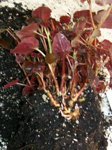 Begonia 'Kaylen' with winter storage 