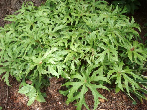 Begonia pedatifida