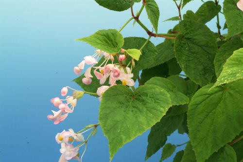 Begonia grandis ssp. sinensis