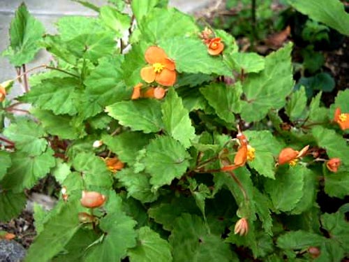 Begonia sutherlandii