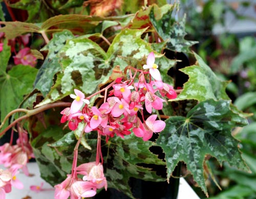Begonia taliensis