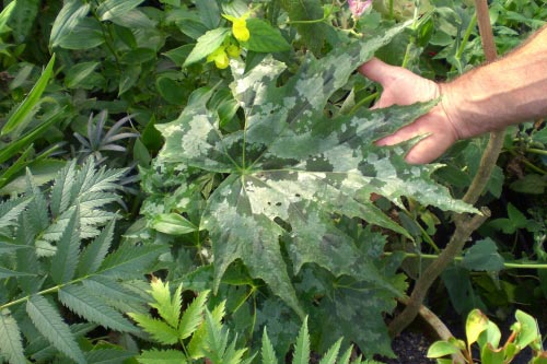 Begonia taliensis