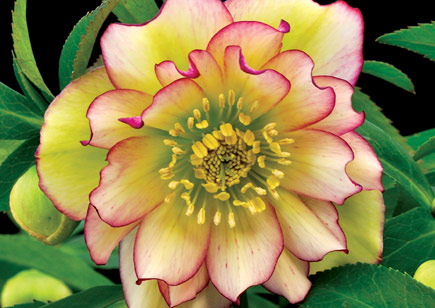 Helleborus Winter Jewels™ Amber Gem