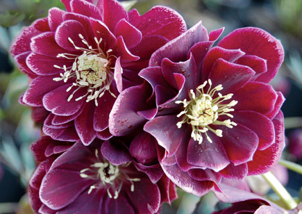 Helleborus Winter Jewels™ Amethyst Gem