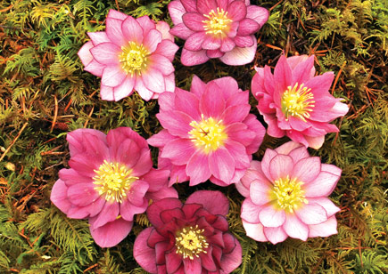 Helleborus Winter Jewels™ Berry Swirl