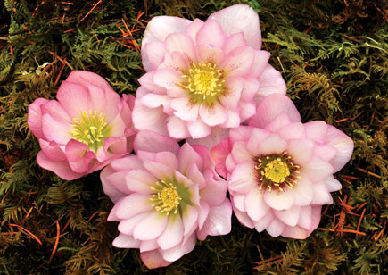 Helleborus Winter Jewels™ Cotton Candy