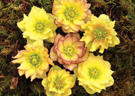 Helleborus Winter Jewels™ Golden Lotus