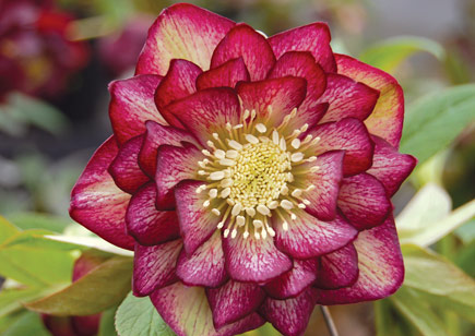 Helleborus Winter Jewels™ Harlequin Gem