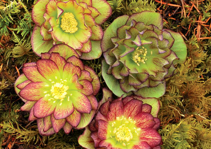 Helleborus Winter Jewels™ Jade Tiger