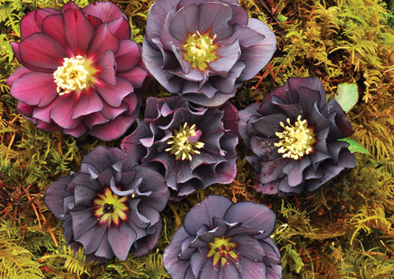 Helleborus Winter Jewels™ Onyx Odyssey