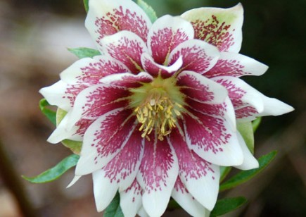 Helleborus Winter Jewels™ Painted Doubles
