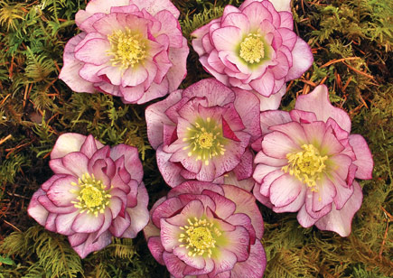 Helleborus Winter Jewels™ Peppermint Ice