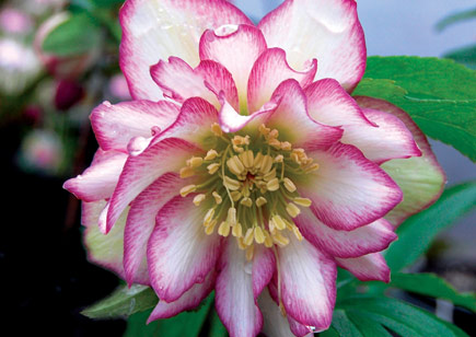 Helleborus Winter Jewels™ Rose Quartz