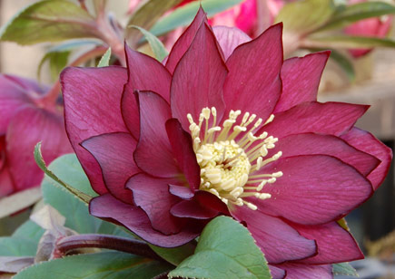 Helleborus Winter Jewels™ Red Sapphire