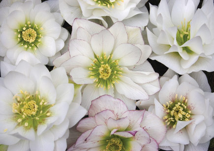 Helleborus Winter Jewels™ Sparkling Diamond