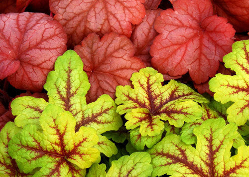 Heucherella 'Alabama Sunrise' & Heuchera 'Georgia Peach'