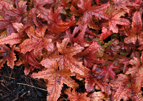 Heucherella 'Kimono' (Fall)