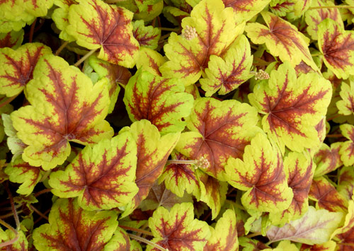 Heucherella 'Stoplight'