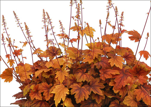 Heucherella 'Sweet Tea'