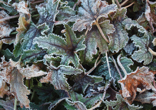 Winter Foliage