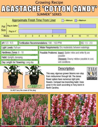 Agastache 'Cotton Candy' - Growing Recipe