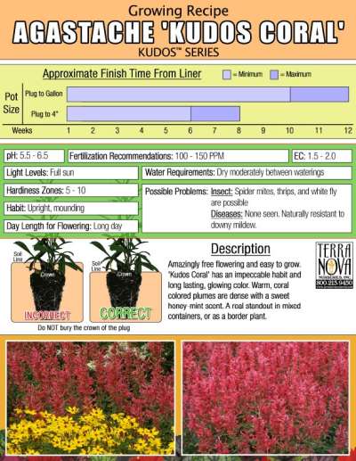 Agastache 'Kudos Coral' - Growing Recipe