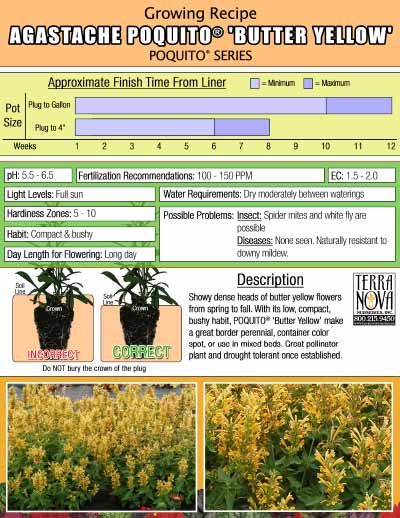 Agastache POQUITO® 'Butter Yellow' - Growing Recipe