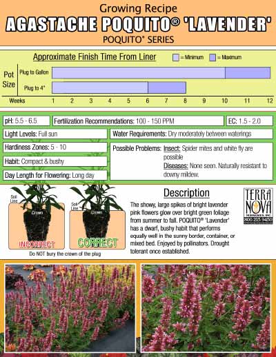 Agastache POQUITO® 'Lavender' - Growing Recipe