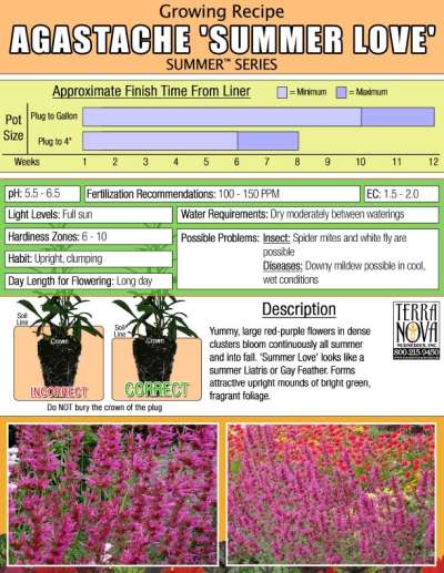 Agastache 'Summer Love' - Growing Recipe