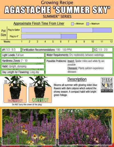 Agastache 'Summer Sky' - Growing Recipe