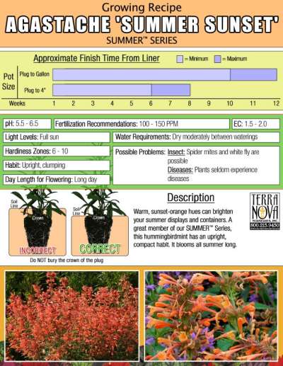 Agastache 'Summer Sunset' - Growing Recipe