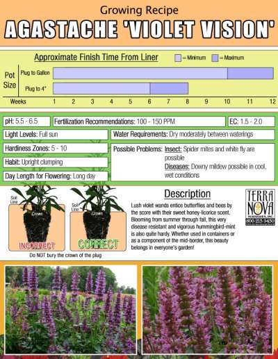 Agastache 'Violet Vision' - Growing Recipe