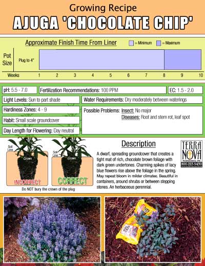 Ajuga 'Chocolate Chip' - Growing Recipe
