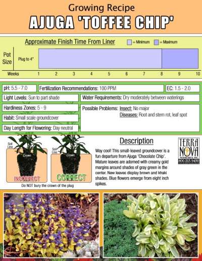 Ajuga 'Toffee Chip' - Growing Recipe