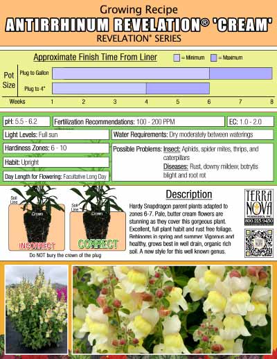 Antirrhinum REVELATION® 'Cream' - Growing Recipe