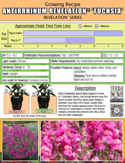 Antirrhinum REVELATION® 'Fuchsia' - Growing Recipe
