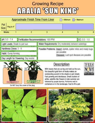 Aralia 'Sun King' - Growing Recipe