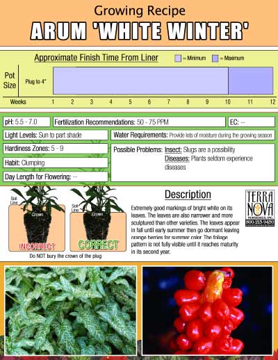 Arum 'White Winter' - Growing Recipe