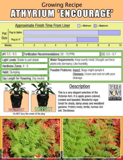 Athyrium 'Encourage' - Growing Recipe