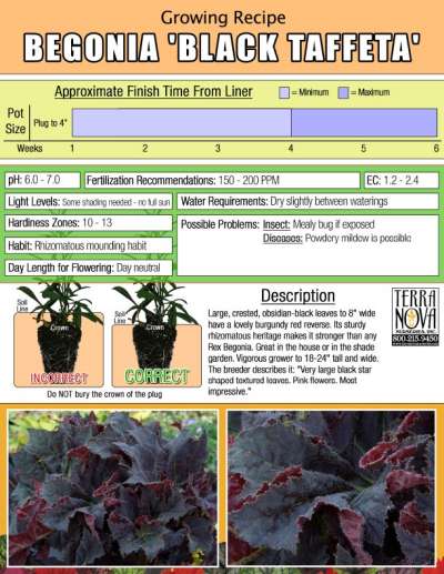 Begonia 'Black Taffeta' - Growing Recipe