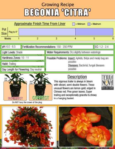 Begonia 'Citra' - Growing Recipe