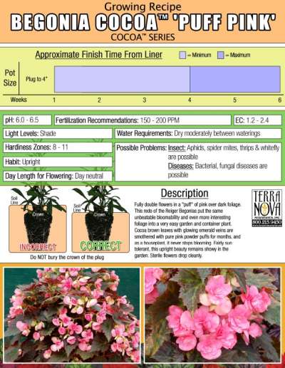 Begonia COCOA™ 'Puff Pink' - Growing Recipe