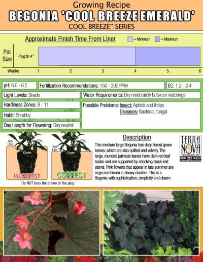 Begonia 'Cool Breeze Emerald' - Growing Recipe