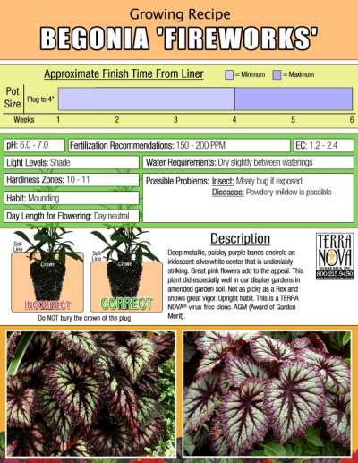 Begonia 'Fireworks' - Growing Recipe