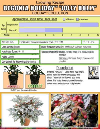 Begonia HOLIDAY™ 'Jolly Holly' - Growing Recipe