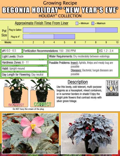 Begonia HOLIDAY™ 'New Year's Eve' - Growing Recipe